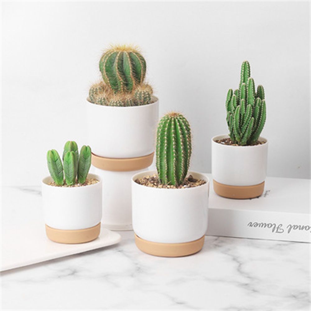Round Cactus Succulent Plants  - Cactus Mix Pot recension och pris