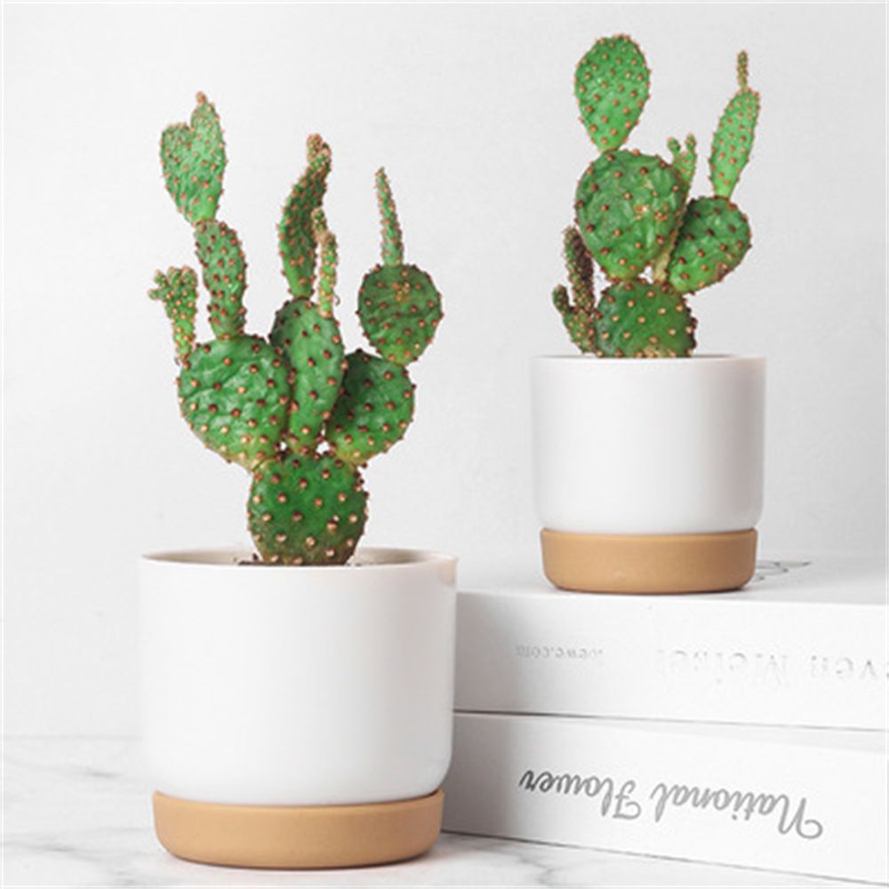 Round Cactus Succulent Plants  - Cactus Mix Pot recension och pris