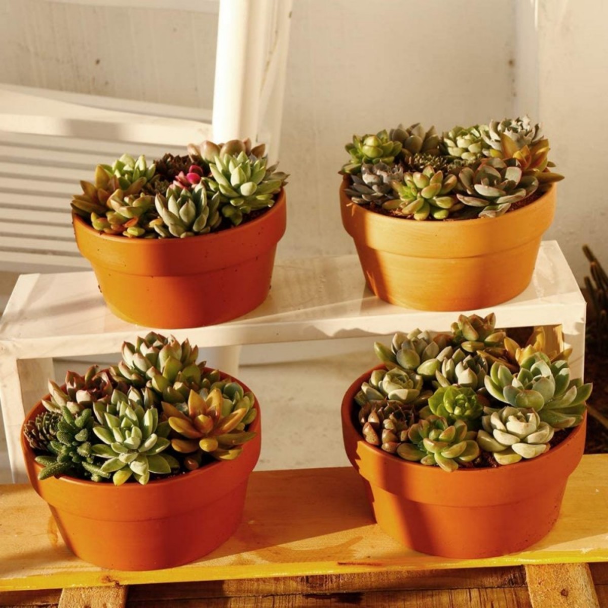 6 PCS Terracotta Buld Pots 3.5 - Cactus Mix Pot recension och pris