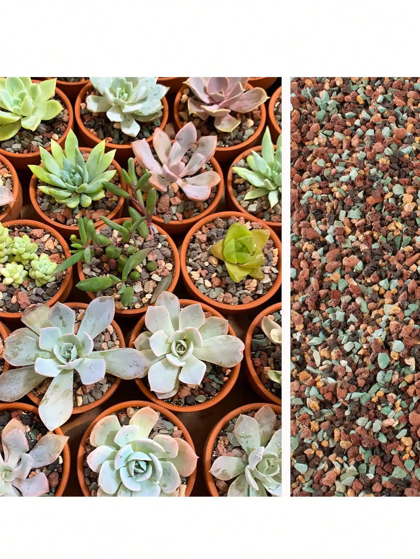 Mix Horticultural Lava Rock Pe - Cactus Mix Pot recension och pris