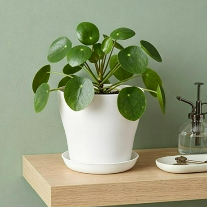 Plant Pot Set with Drainage Ho - Cactus Mix Pot recension och pris